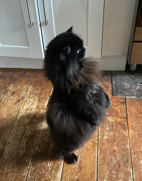 Black fluffy cat standing on hind legs and looking towards a window.