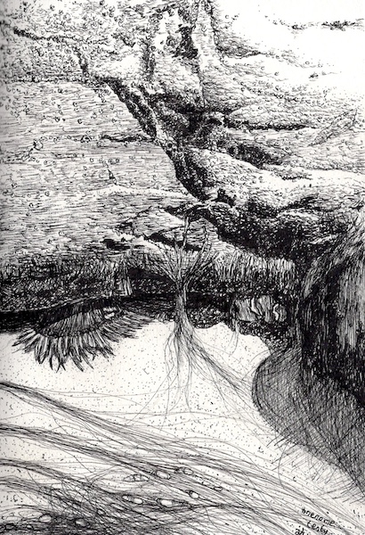 Pen and ink drawing of a tentacley anemone in a rock pool with wispy seaweed and lots of barnacles. There is a hidden black cat among the crevices.